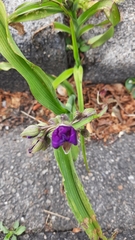 Tradescantia virginiana