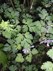 Corydalis incisa