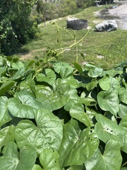 Ipomoea alba