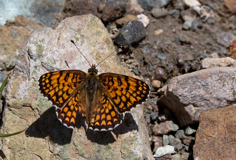 Jerusalem Fritillary