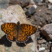 Jerusalem Fritillary - Photo (c) Paul Cools, some rights reserved (CC BY-NC), uploaded by Paul Cools