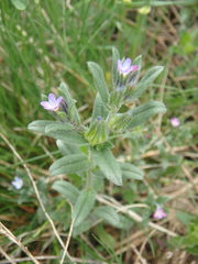 Buglossoides tenuiflora