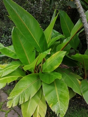 Ensete