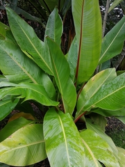 Ensete