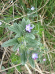 Buglossoides tenuiflora