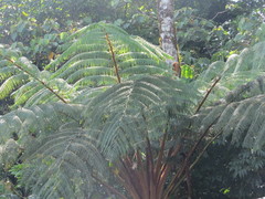 Cyathea fulva