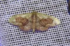 Idaea gemmata