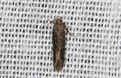 Aproaerema isoscelixantha