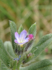 Buglossoides tenuiflora