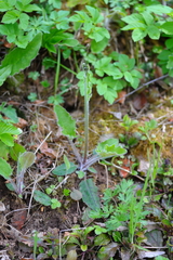 Hieracium sylvularum