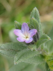 Buglossoides tenuiflora