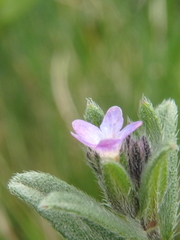 Buglossoides tenuiflora