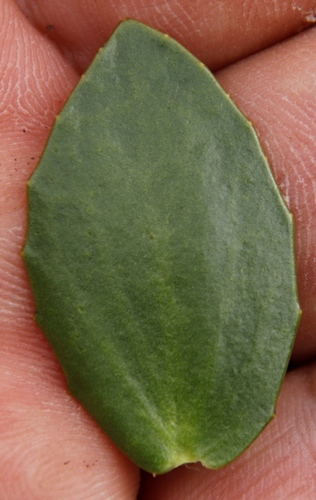 Image of Villarsia manningiana by (c) Tony Rebelo, some rights reserved (CC BY-SA)