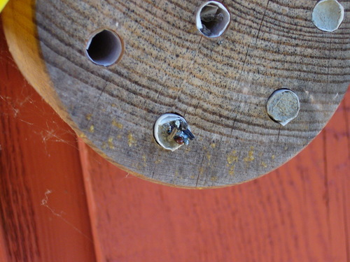 Common Thread-waisted Wasp photo 3