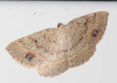 Casbia melanops