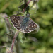 Tesselated Skipper - Photo (c) Paul Cools, some rights reserved (CC BY-NC), uploaded by Paul Cools