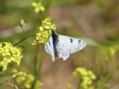 Euchloe eversi