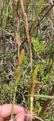 Carex hispida