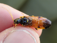 Acantholyda hieroglyphica