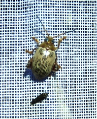 Blepharida