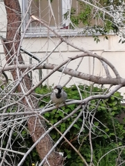 Passer domesticus