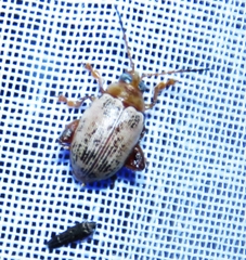 Blepharida