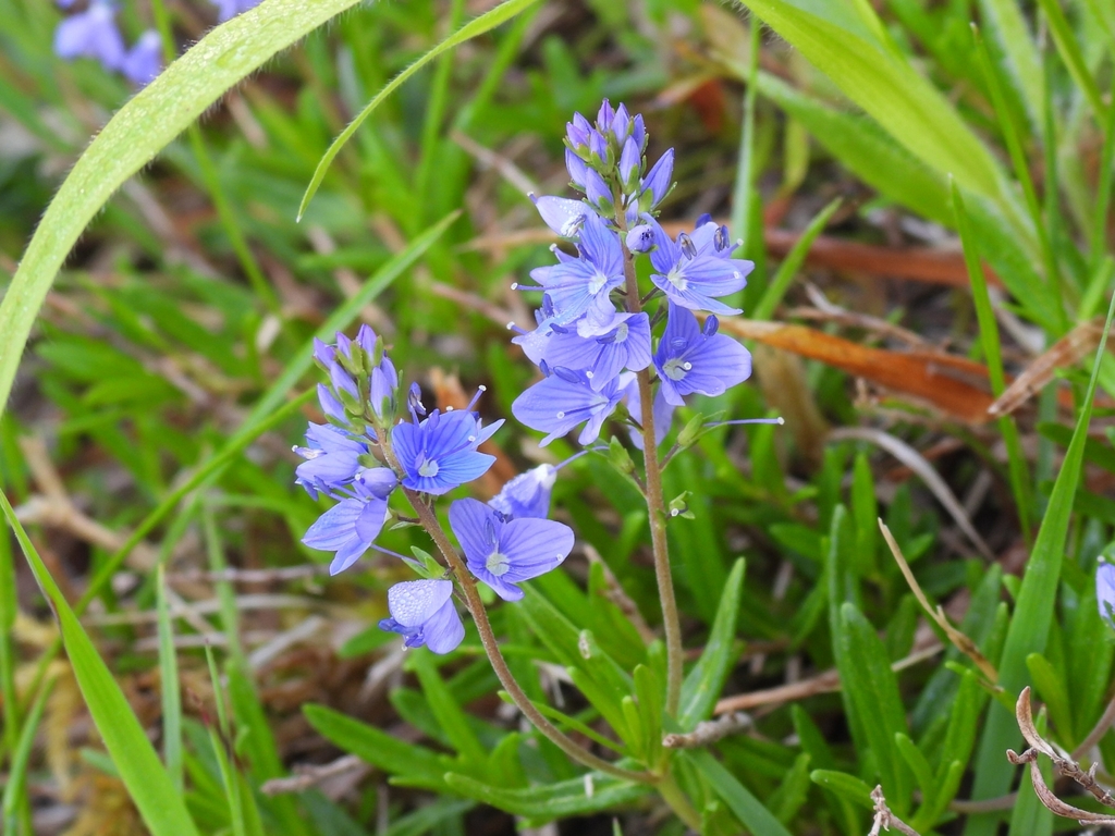 Veronica satureiifolia