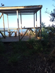 Cinclodes patagonicus