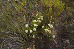 Erica sessiliflora