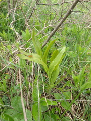 Puccinia sii-falcariae