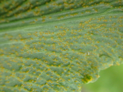 Puccinia sii-falcariae
