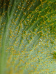 Puccinia sii-falcariae