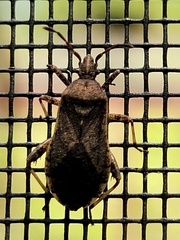 Ceraleptus americanus