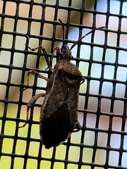 Ceraleptus americanus