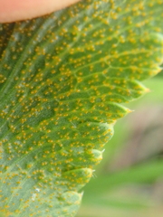 Puccinia sii-falcariae