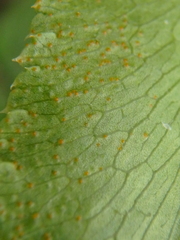 Puccinia sii-falcariae