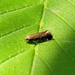 Strobisia proserpinella