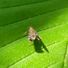 Strobisia proserpinella