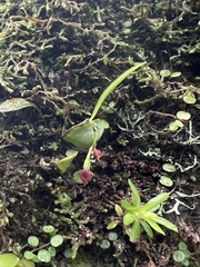Lepanthes caritensis