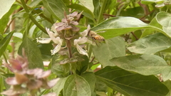 Megachile walkeri