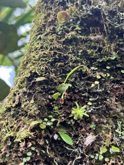 Lepanthes caritensis