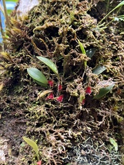 Lepanthes caritensis