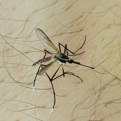 Psorophora longipalpus