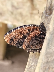 Elymnias nesaea