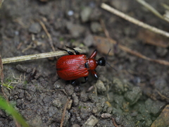 Apoderus coryli
