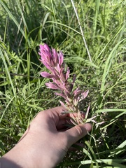 Castilleja purpurea
