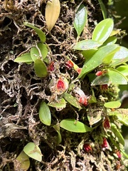 Lepanthes caritensis