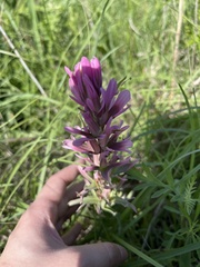 Castilleja purpurea