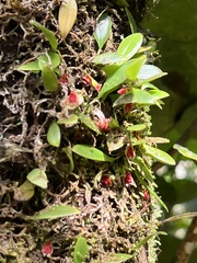 Lepanthes caritensis