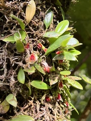 Lepanthes caritensis